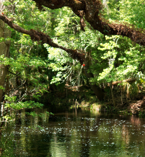 Everglades