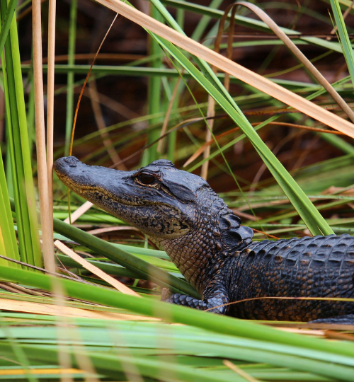 Crocodile