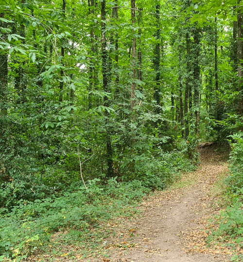 Forêt